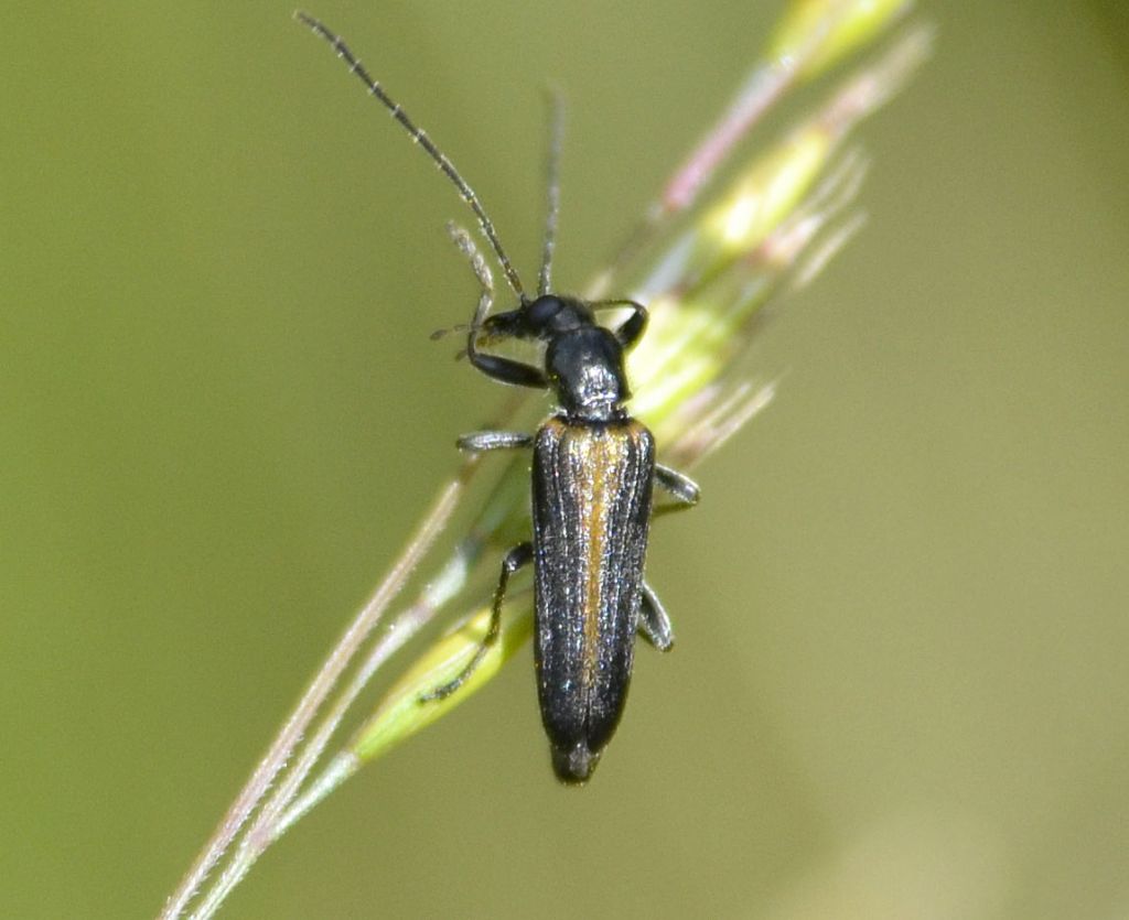 Anogcodes rufiventris, maschio, Oedemeridae